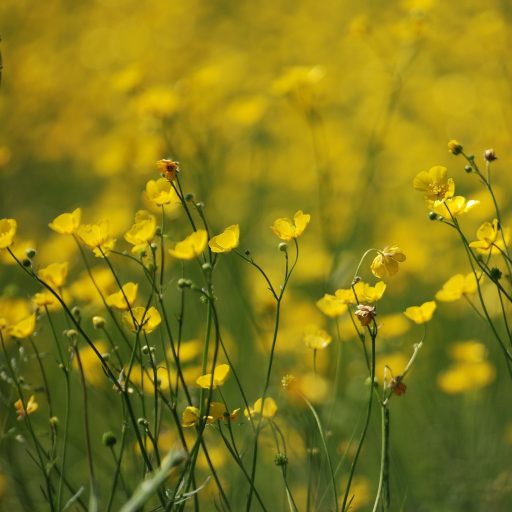 Buttercup Balm
